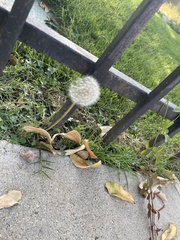 Taraxacum erythrospermum