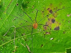 Leiobunum politum