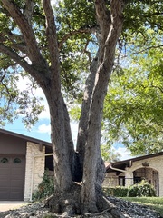 Quercus sinuata