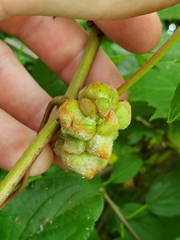 Ampelomyia vitiscoryloides