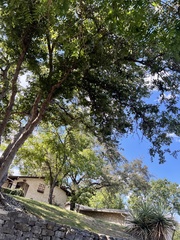 Quercus sinuata