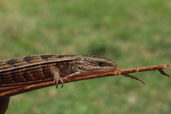 Barisia imbricata