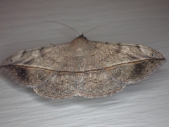 Anticarsia gemmatalis