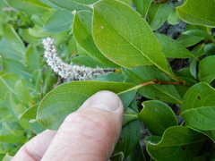 Salix arctica