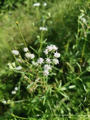 Florestina tripteris