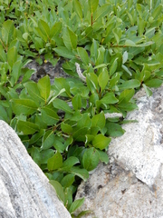 Salix arctica