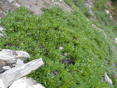 Salix arctica