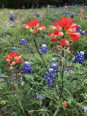 Castilleja indivisa
