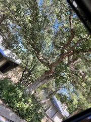 Quercus sinuata