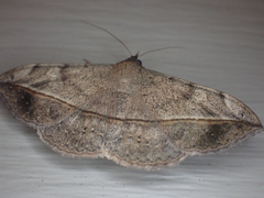 Anticarsia gemmatalis