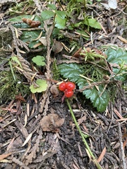 Rubus nivalis
