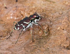 Cicindela tranquebarica