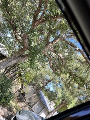 Quercus sinuata