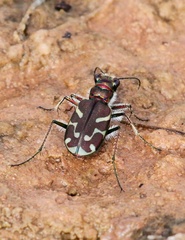 Cicindela tranquebarica