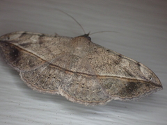 Anticarsia gemmatalis