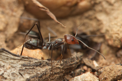 Iridomyrmex rubriceps