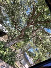 Quercus sinuata