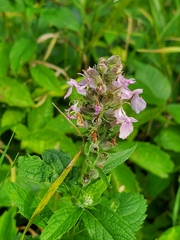 Teucrium canadense
