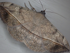 Anticarsia gemmatalis