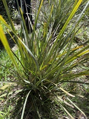 Lomandra multiflora
