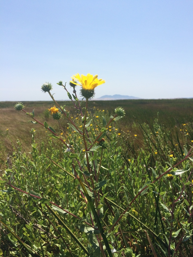 Grindelia × paludosa