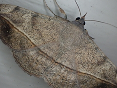 Anticarsia gemmatalis