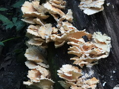 Laetiporus sulphureus