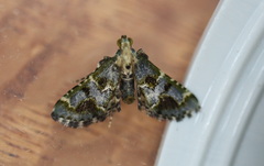 Arescoptera haplocala