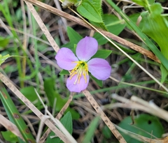 Rhexia mariana