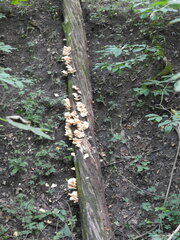 Laetiporus sulphureus
