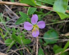 Rhexia mariana