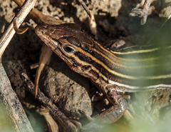 Aspidoscelis hyperythrus