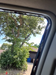 Quercus sinuata