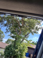 Quercus sinuata