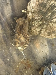 Aeolidia