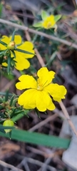 Hibbertia exutiacies