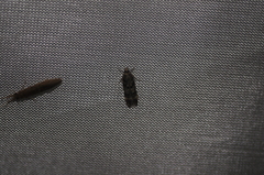 Oegoconia novimundi