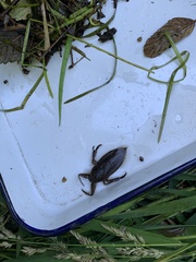 Lethocerus americanus