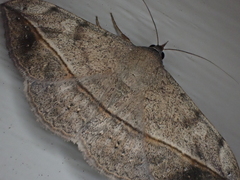 Anticarsia gemmatalis