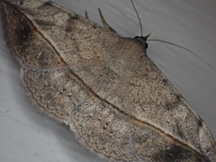 Anticarsia gemmatalis