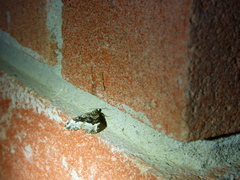 Euphyia intermediata