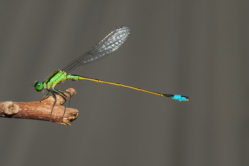 Rambur's Forktail, photo 3 of 7