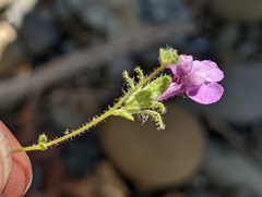 Sairocarpus vexillocalyculatus