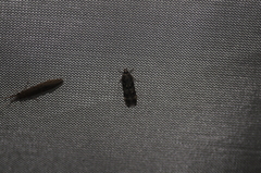 Oegoconia novimundi