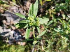 Euphorbia exstipulata