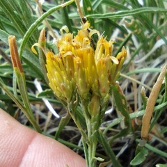 Petradoria pumila