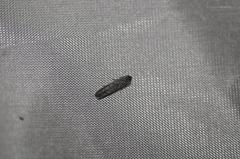 Blastobasis glandulella