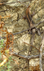 Aspidoscelis hyperythrus