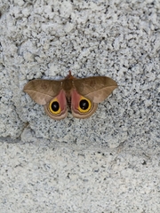 Automeris zugana