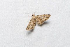 Gymnoscelis lophopus